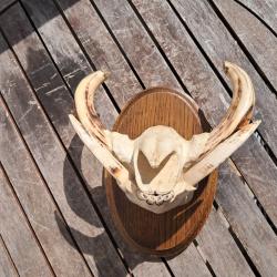 Trophée "museau" de phacochère #3