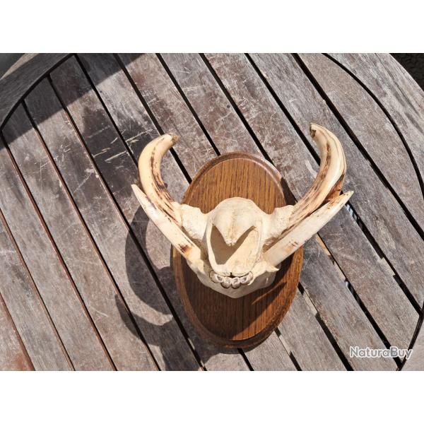 Trophe "museau" de phacochre #3