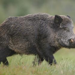 Journée de chasse gros gibiers ( sangliers - cervidés )