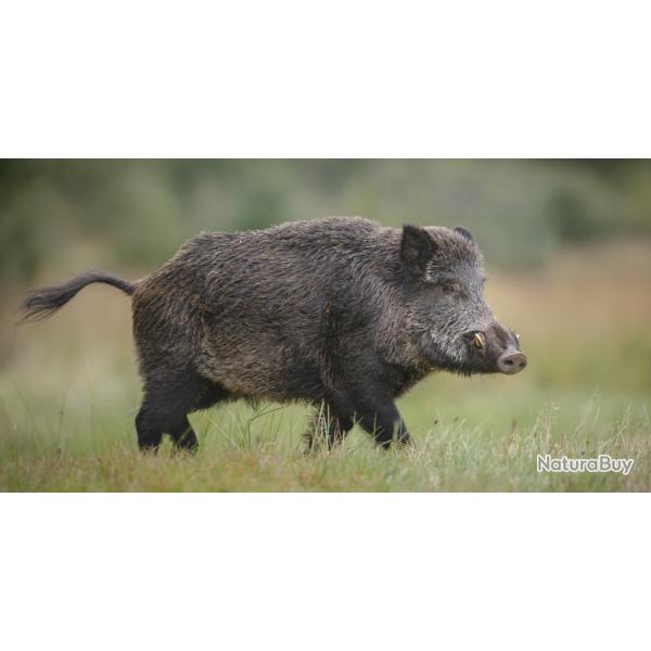 Journe de chasse gros gibiers ( sangliers - cervids )