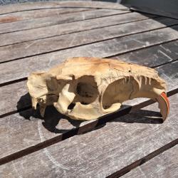 Crâne de ragondin ; Myocastor coypus #2