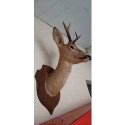 Tête de Cerf