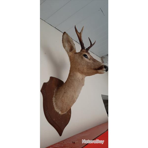 Tte de Cerf
