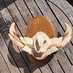 Trophée "museau" de phacochère #4