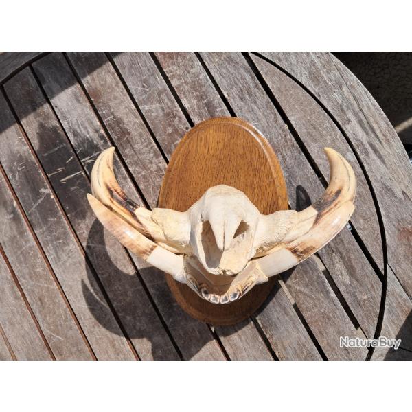 Trophe "museau" de phacochre #4