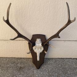 Massacre de cerf 10 cors ,2 andouillers cassés