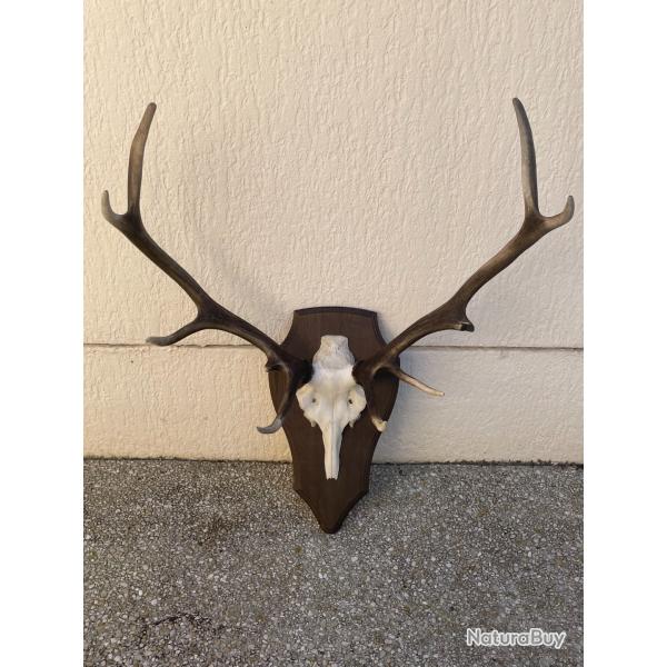 Massacre de cerf 10 cors ,2 andouillers casss