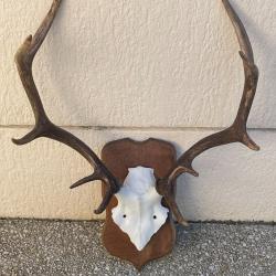 Massacre de cerf 10 cors régulier Oise