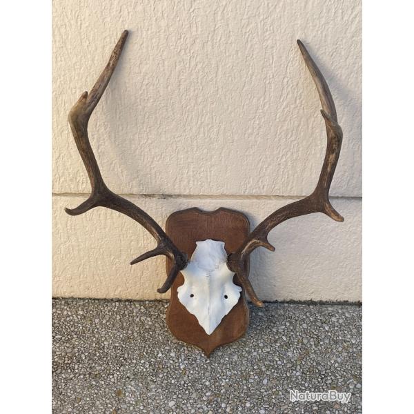 Massacre de cerf 10 cors rgulier Oise