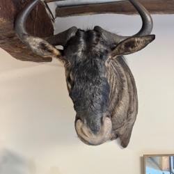 Taxidermie de gnou