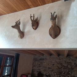 Lot de 3 trophés de chasse