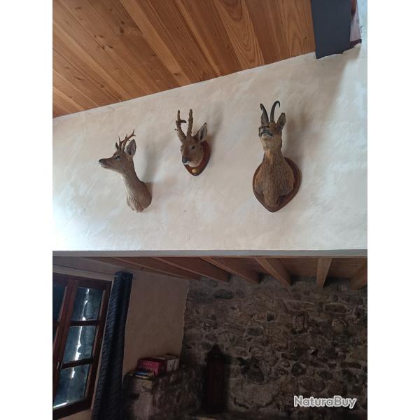 Lot de 3 trophs de chasse
