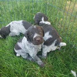 Chiots drahthaars