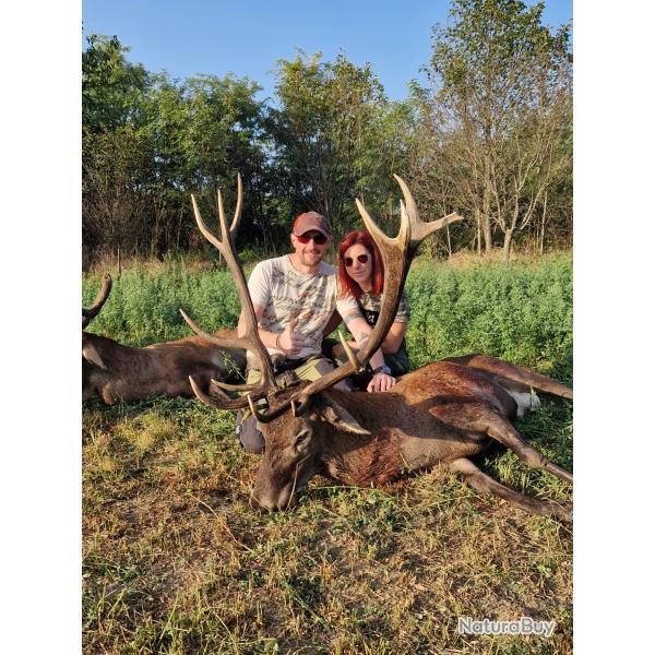 La chasse des grands cerfs