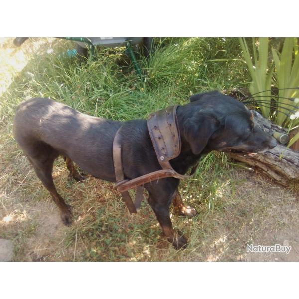 Rare Ancien Harnais/Collier  Pointes de Chien de Charrette avant 1900 Collection Attelage Curiosit