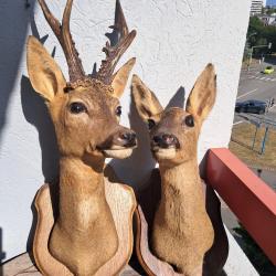 Taxidermie couple de chevreuil Européen ; Capreolus capreolus
