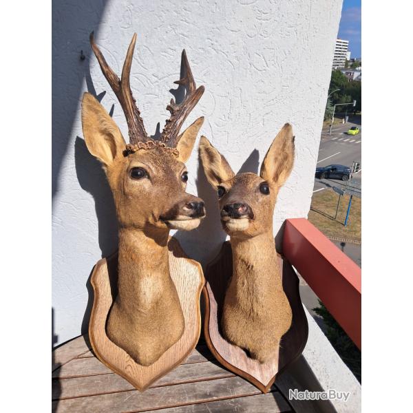 Taxidermie couple de chevreuil Europen ; Capreolus capreolus