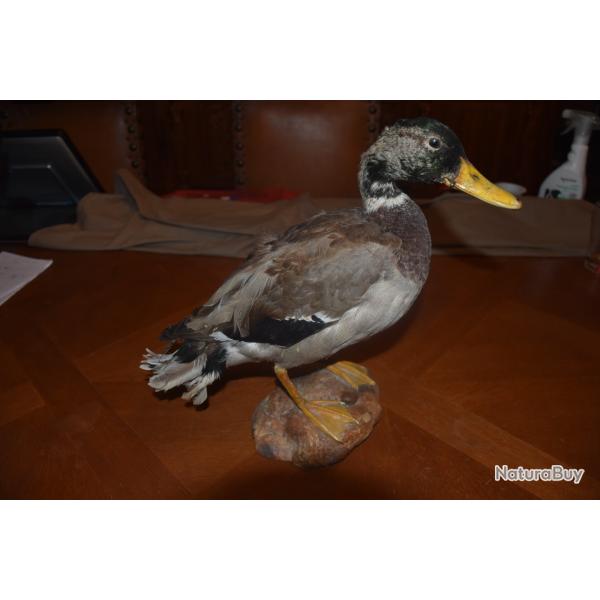 Canard Col Vert Naturalis