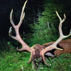 Chasse du cerf au brame. CM2