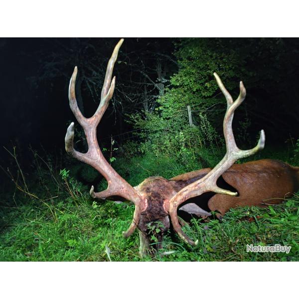 Chasse du cerf au brame. CM2