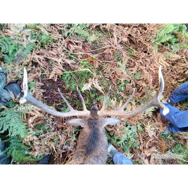 Chasse du cerf au brame. CM1