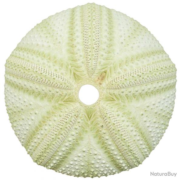 Test d'oursin astropyga radiata vert - 10  12 cm - A l'unit