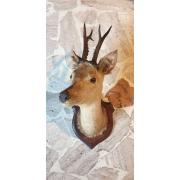 MASSACRE BOIS de Chevreuil - trophées lot de 5 EUR 75,00 - FR
