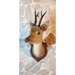 Trophée de chasse de chevreuil