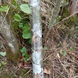 Hydro dipping de silencieux carabine (camo 7)