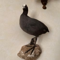 Oiseau Foulque Macroule