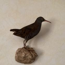 Oiseau Râle d'eau