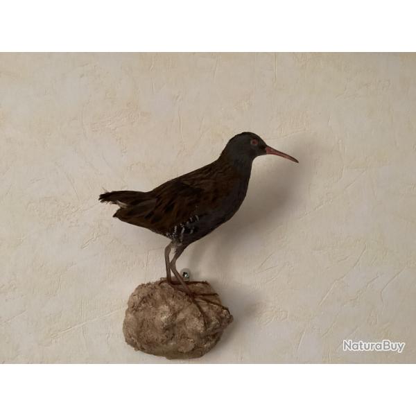 Oiseau Rle d'eau