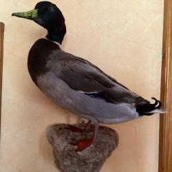 Canard Colvert