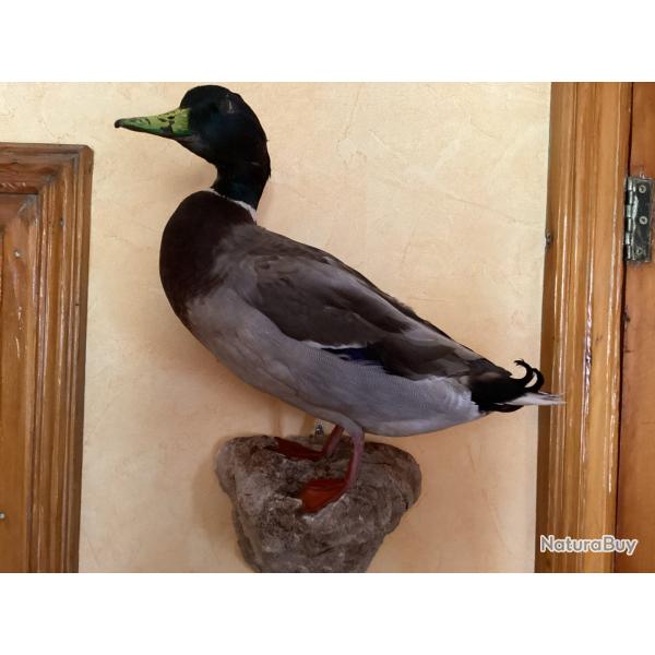 Canard Colvert