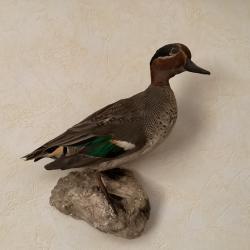 Canard Sarcelle