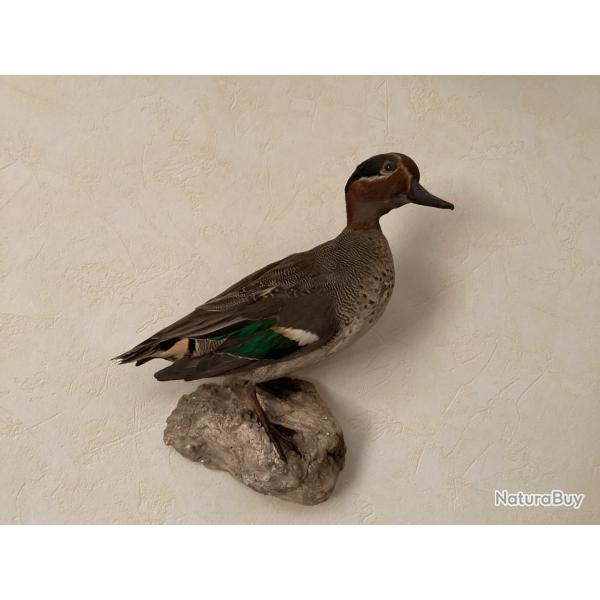 Canard Sarcelle