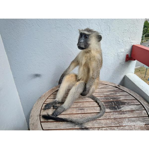 Taxidermie de singe Vervet ; Chlorocebus pygerythrus avec CITES