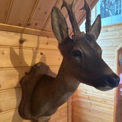 trophée tête de chevreuil