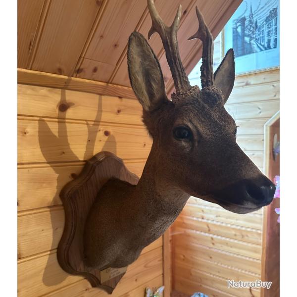 trophe tte de chevreuil