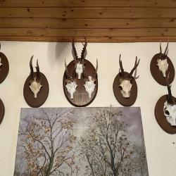 collection de 9 massacres de chevreuil