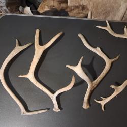 Lot de 4 bois de Renne /Caribou ; Rangifer tarandus