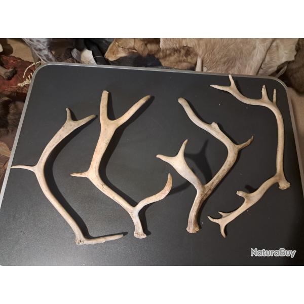 Lot de 4 bois de Renne /Caribou ; Rangifer tarandus
