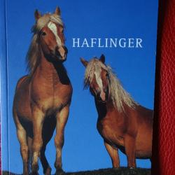Haflinger  CHEVAL, boiselle