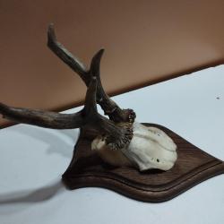 TROPHEE DE CHEVREUIL BROCARD PARTICULIER TAXIDERMIE CHASSE