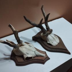 2 TROPHEE DE CHEVREUIL BROCARD PARTICULIER TAXIDERMIE CHASSE