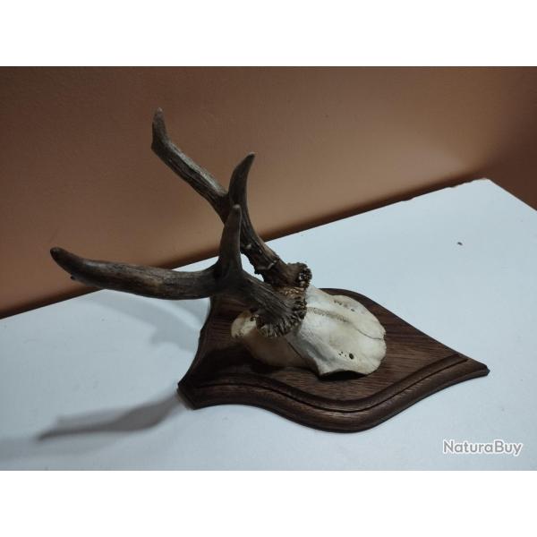 TROPHEE DE CHEVREUIL BROCARD PARTICULIER TAXIDERMIE CHASSE