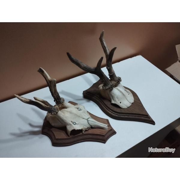 2 TROPHEE DE CHEVREUIL BROCARD PARTICULIER TAXIDERMIE CHASSE