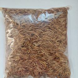 vers de farine 10 kg