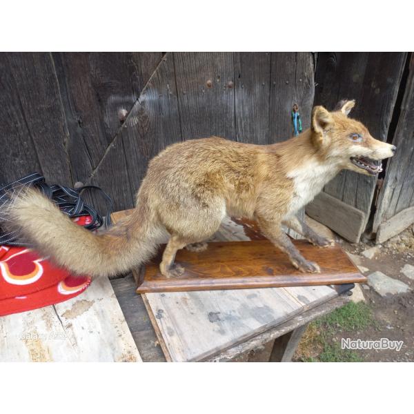 Renard empaill