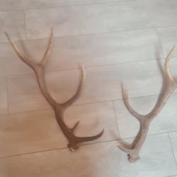 Bois de cerf